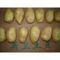 Good Quality Fresh Potato In Competitive Price